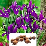 10 Iris Hollandica Blue Bulbs – Stunning Royal Blue Spring Flowering Bulbs, Hardy Perennial- Cultivated for UK Climate Conditions