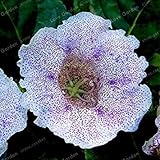 . 100 Pcs/Bag Rare Real Sinningia Speciosa Beautiful Gloxinia Flower Potted Gloxinia Plant for Home Garden: 14