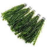 50 ELODEA DENSA Stems - 5 Bunches - Oxygenating Weed Live Pond Plant Water Aquarium Aquatic Plants Egeria k2aqua