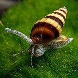 CU AQUATICS Assassin Snail Algae Eater Clea Helena Aquarium Tank Live Snail Fish