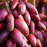PREMIER SEEDS DIRECT - Onion - Long RED Florence - 4 Grams Finest Italian Heirloom Seeds