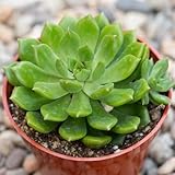 Ariocarpus Plant Seeds Green 41pcs.