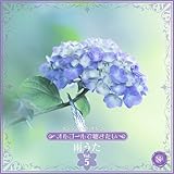 Aiwa Kagerou(Music Box)