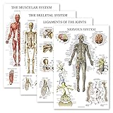 Palace Learning 4 Pack - Anatomical Poster Set - Laminated - Muscular, Skeletal, Ligaments of the Joints, Nervous System - Anatomy Chart Set (LAMINATED, 18” x 24”)