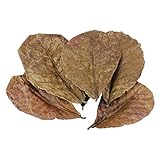 POFET 10pcs Catappa indian almond leaves ketapang leaf shrimp betta fish aquarium care Lower pH for Aquarium Fish Tank Use