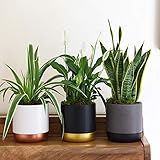 Air Purifying House Plant Collection 3 x 12cm Indoor Plants (Snake Plant, Peace Lily, Spider Plant) – Easy Care Plants for Home & Office – Thompson & Morgan (Set of 3 Pots)