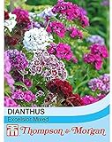 Dianthus barbatus Seeds Hardy Perennial Sweet William Garden Plants Grow Your Own 'Excelsior Mixed' 1 Packet of 300 Seeds by Thompson & Morgan