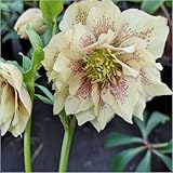 Hellebore Helleborus 'Double Yellow Spotted' Plug Plants x 3 Hardy Perennial