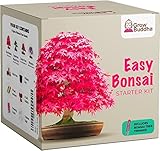 Grow Your own Bonsai kit – Easily Grow 4 Types of Bonsai Trees with Our Complete Beginner Friendly Bonsai Seeds Starter kit – Unique Seed kit Gift idea
