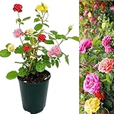 Carbeth Plants - Rose Bush Trio in 3 Litre Pot - Three Mixed Growing Rose Bushes in One Pot - Ideal for Beds, Borders or Patio Planting (1 Pot)