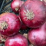 Winter Onion Sets Red Baron 250g - Easy to Grow High Yield Autumn Planting Vegetable Bulbs for Overwintering