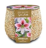 Amaryllis Bulb Embossed Terracotta Planter