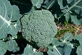 Broccoli Plug Plants Grow Your Own Vegetables 'Ready to Plant Now' Young Vegetables Plants (3)
