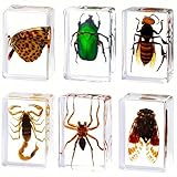 Insect in Resin Specimen,Bugs Collection Paperweights Arachnid Resin Specimen Different Insect Specimen Bug Preserved in Resin for Kids Scientific Educational Toy(6 Styles)