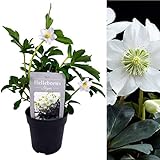 Helleborus Niger - Christmas Rose Plant Ready to Plant in a 13cm Pot