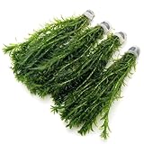 k2aqua 40 ELODEA DENSA Stems - 4 Bunches Oxygenating Weed Live Pond Plant Water Aquarium Aquatic Plants Egeria