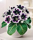 100 pc/sacchetto rari Semi Reale Gloxinia, Panorami semi Sinningia Gloxinia Gloxinia Fiori in Vaso Della pianta per il giardino domestico di 11