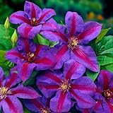 You Garden - Clematis 'Mrs Thompson' in 9cm Pots - Supplied as an Established Plant in Pots for Outdoor Use - Free Flowering Clematis Plants for Gardens