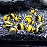 Horn Nerite Snail Natural Algae Eaters for Aquarium Tropical Fish Tanks (2 X HORN SNAIL)