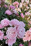 Elizabeth Pink Rose - 4L Pot - Lovely Gift Idea
