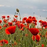 Poppy Seeds – Britain’s Favourite Wildflower, Lovely in Gardens – RHS Plants for Pollinators – Hardy Annual – for Your Beautiful Garden