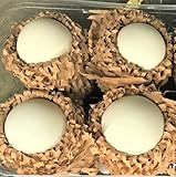 Free Range GOOSE Eggs - pasture fed (2)