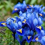 Iris 'Harmony' Reticulata 100 Bulbs Hardy Royal Blue Dwarf Iris with Golden Streaks, Ideal for Rockeries, Borders & Winter Colour Indoor or Outdoor Displays by Thompson and Morgan