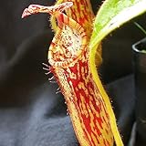 Tropical Pitcher Seeds - Nepenthes Stenophylla Rare Carnivorous - 5 Seeds