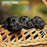 Cocker Spaniel Puppies 2026 Calendar