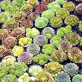 GardenersDream 10 x Sempervivum Plants in Pots - Live Air Purifying Indoor Plants - Indoor Succulent Plant for Desks and Shelves - Beautiful Gifts for Plant Lovers (5-15cm, incl. 5.5cm Pot)