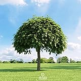 Catalpa bignonioides 20 PCS Fresh Seeds, Southern Catalpa, Indian Bean Tree