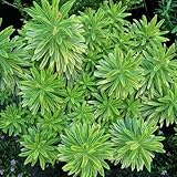 GardenersDream Euphorbia Ascot Rainbow Plant - Colorful Garden Ready Perennial Plants in Pot - Healthy Flowering Shrub - All Year Round Outdoor Plant for Gardens, Fences, and Patios