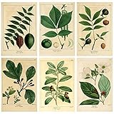 Meishe Art Vintage Poster Print Botanical Green Plants Leaves Pop Old-Fashioned Illustration Leaf Retro Wall Decor 6pcs(20cm x 30cm)