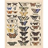 Meishe Art Poster Print Vintage Butterflies Insects Butterfly Breeds Collection Species Identification Reference Chart Pop Classroom Club Home Wall Decor