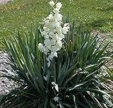 Yucca filamentosa - Adam's Needle - Plant in 2 L Pot