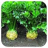 Organic Celeriac 'Brilliant' Plug Plants x 5 Grow Your Own Vegetables