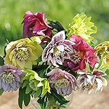 3X Mixed Helleborus 9cm Potted Plants, (Christmas Rose),(Winter Rose)
