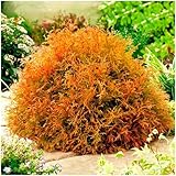 GrowOn Shrubs [2 Litre] Dwarf Conifer Thuja Occidentalis 'Rheingold' | Evergreen Shrub | Outdoor Garden Ready Plant