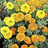 Marigold Indian Kushi Mix Garden Plant Half-Hardy Annual Flowering Garden Plants Easy to Grow Your Own 1x Seed Packet by Thompson and Morgan.