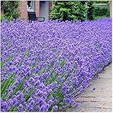 6X Lavendula English Dwarf Lavender Fragrant Foliage and Blue Flowers