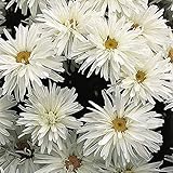Leucanthemum ‘Crazy Daisy’ Garden Plant Hardy Perennial Flowering Garden Plants Easy to Grow Your Own 6X Plug Plants by Thompson and Morgan (6)