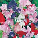 Sweet Pea Flower Seeds Heaven Scent Mixed - Giant Waved Multi Colour 40 Seeds