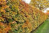 20 x Common Beech Hedging Plants (Fagus sylvatica), 30-60 cm Height, Native Variety for Garden Boundaries