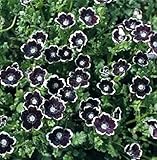 300 Nemophila menziesii, 'Penny Black' Flower Seeds by Pretty Wild Seeds