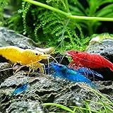 CU AQUATICS Live Shrimp Mix - Red, Blue, Black, Cherry, Yellow | Freshwater Algae Eaters for Aquariums