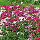 Sweet William Dianthus Mixed Dianthus Barbatus Garden Plant Hardy Perennial Flowering Garden Plants Easy to Grow Your Own 15x Garden Ready Plug Plants by Thompson and Morgan