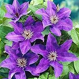 GardenersDream Clematis 'The President' Plant - Outdoor Garden Ready Climbing Plant for Walls, Fences - Beautiful Diciduous Hardy Flowering Shrub (20-30cm, Inc. 9cm Pot)