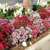 Dwarf Dianthus - Chinese Pink - Persian Carpet - 200 Seeds + Plant tag + Freebie - Dianthus chinensis