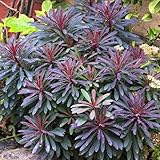 Euphorbia Miners Merlot - Outdoor Plants Garden Ready - Semi-Evergreen White Flowering Perennial Plant for Pots, Containers, Borders and Flower Beds (9cm Pot, 15-25cm)