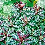 Euphorbia 'Purpurea'. 2L Plant. Compact, Shade-Loving Evergreen Perennial Shrub. Yellow Flowers. Available from Bedwen Plants.